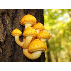 Мицелий Чешуйчатки золотистой / Ивняк (Pholiota aurivella) Мицелий Чешуйчатки золотистой / Ивняк (Pholiota aurivella)